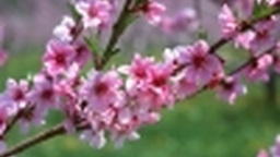 Thơ chúc Tết đầu xuân