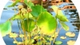 Mạc Đĩnh Chi - Hoa sen trong giếng ngọc